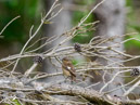 Stonechat - Kląskawka